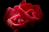 rhodochrosite