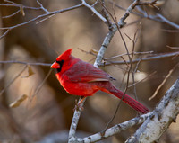 Cardinal male 01