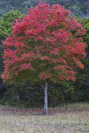 Lost Maple