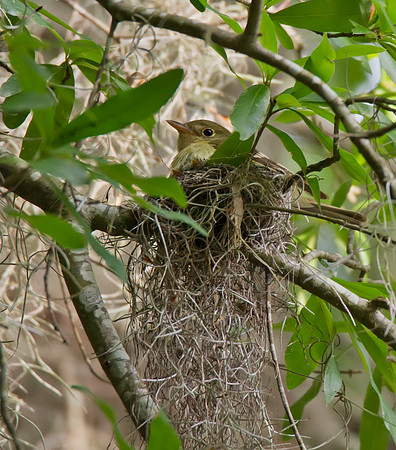 Acadian Flycatcher 03