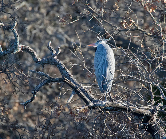 Great Blue Heron 03