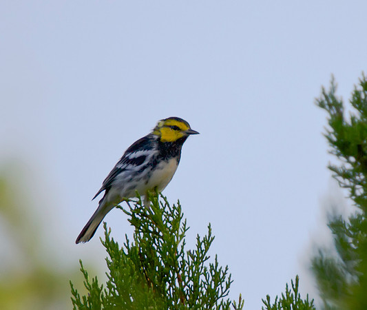 Golden Cheeked Warbler