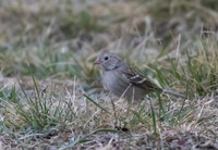 Field Sparrow 04