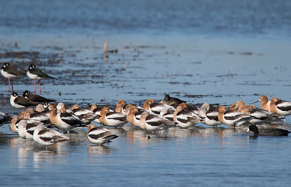 American Avocet 01