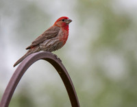 house finch