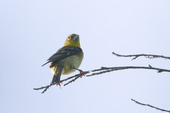 Lesser_Gold_Finch_01