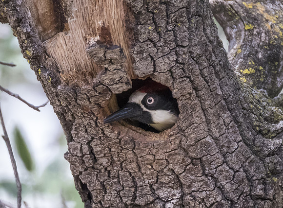 Acorn Woodpecker 03
