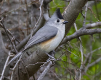 Black Crested Titmouse 02