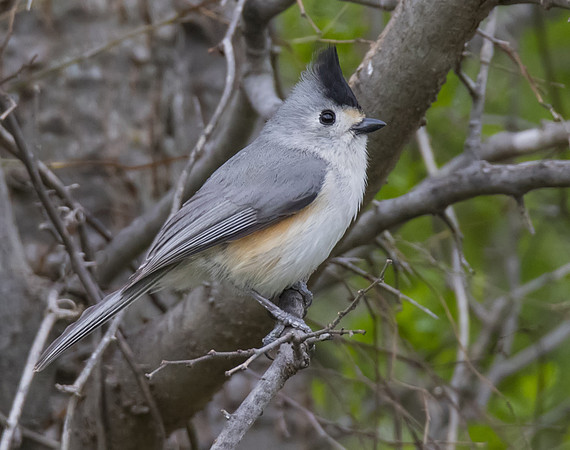 Black Crested Titmouse 02