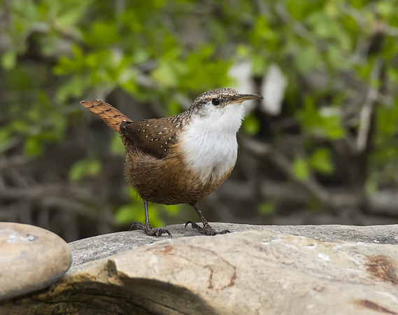 Canyon Wren 02