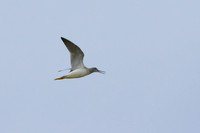 Greater_Yellowlegs_03