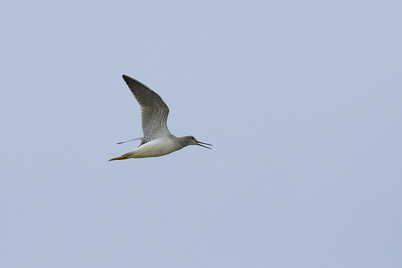 Greater_Yellowlegs_03