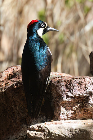 Acorn_Woodpecker_01