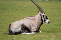 Gemsbok