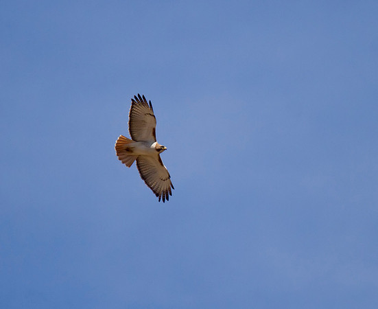 Red Tail Hawk 04