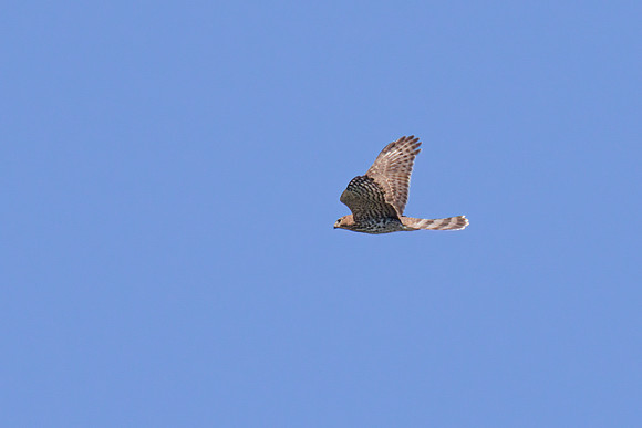 Coopers Hawk 02