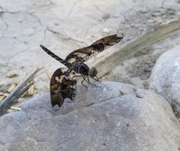 Filigree Skimmer 01