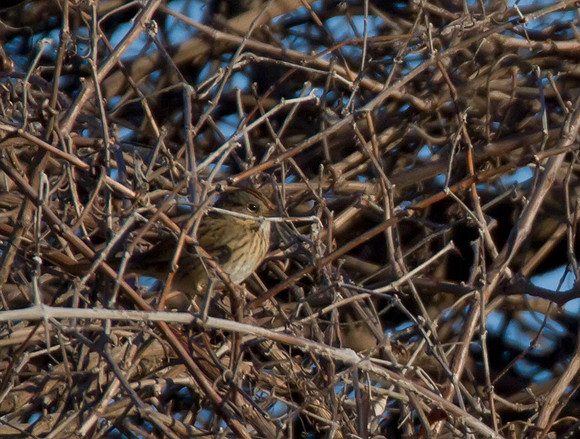 Lincolns Sparrow