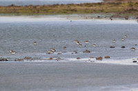 Least_Sandpiper_02