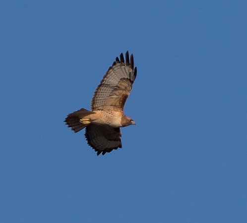 Red Tailed Hawk