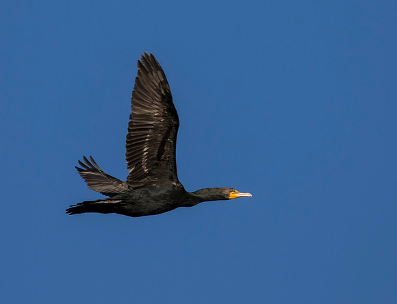 Cormorant