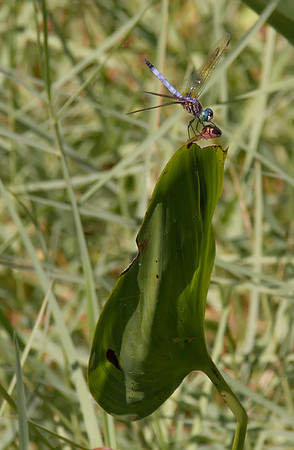 dragonfly