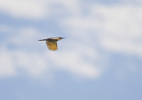 Yellow Shafted Flicker