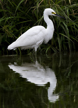 Snowy Egret 01