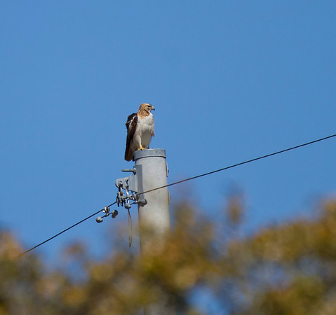 Red Tail Hawk 05