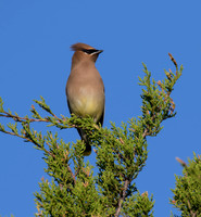 Cedar Waxwing
