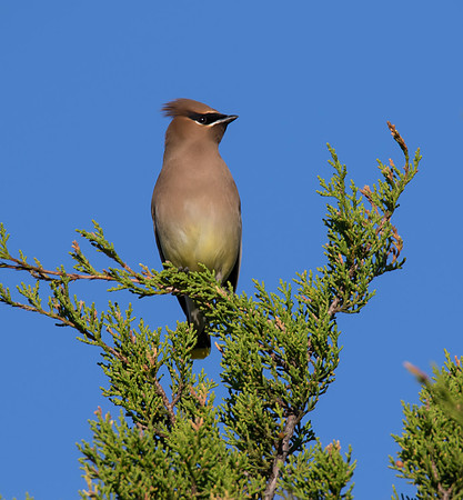 Cedar Waxwing