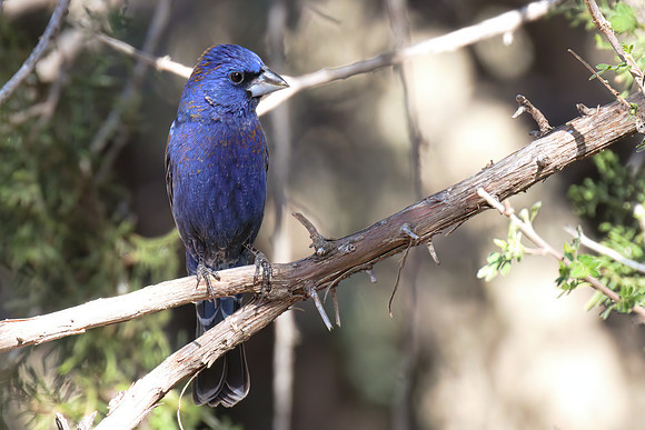 Blue_Grosbeak_02