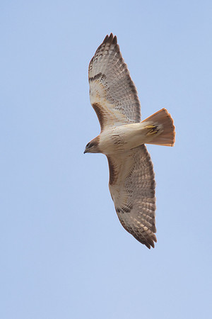 Red_Tailed_Hawk_03
