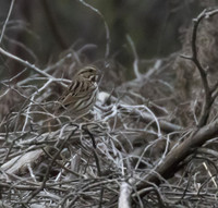 Song Sparrow 01