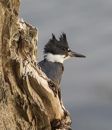 Belted Kingfisher 07