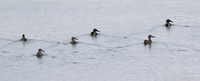 Northern_Shoveler_01