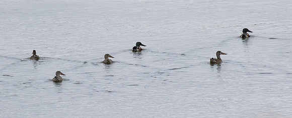 Northern_Shoveler_01