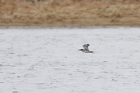 Belted_Kingfisher_02