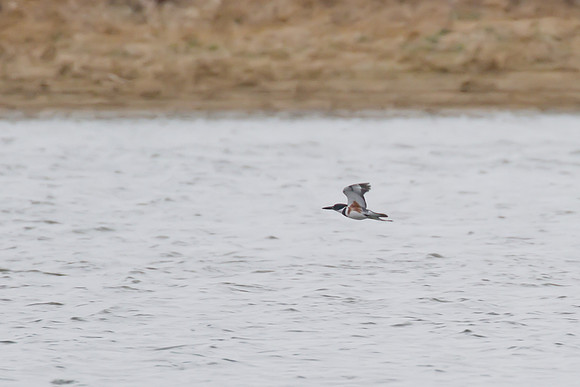 Belted_Kingfisher_02
