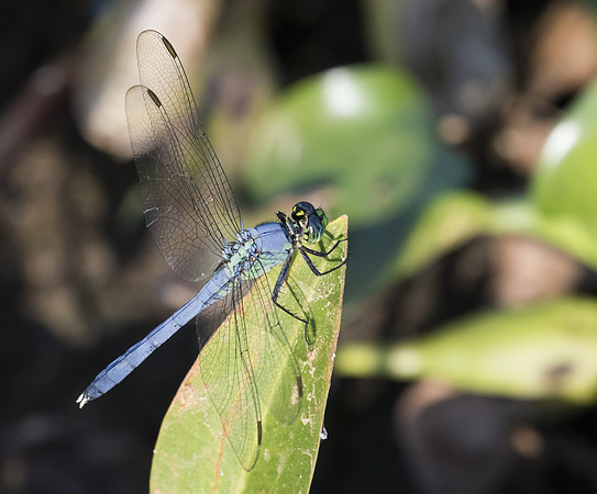 Eastern Pondhawk 01