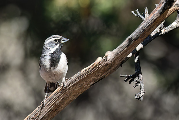 Black_Throated_Sparrow_02