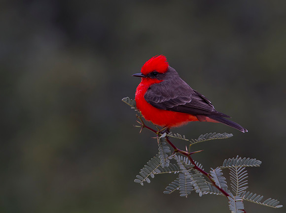 Vermillion Flycatcher 06