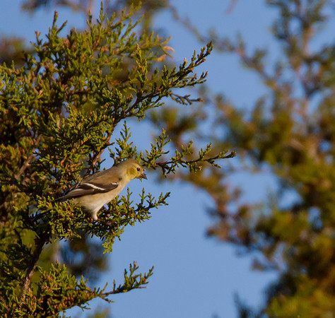 Gold Finch 01