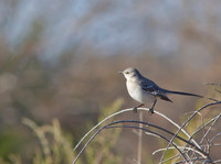 Mocking Bird 02