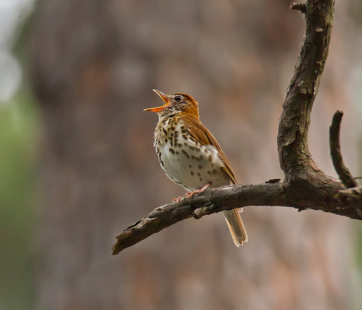 Wood Thrush 02