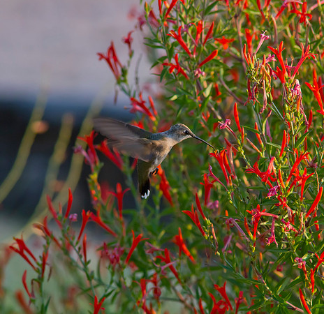 Black Chinned Hummingbird Female 02