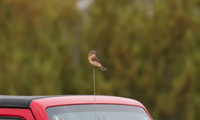 Female Bluebird