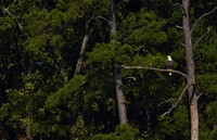 Bald Eagle 04