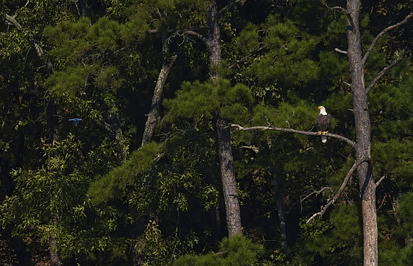 Bald Eagle 04