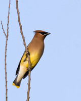 Cedar Waxwing 03